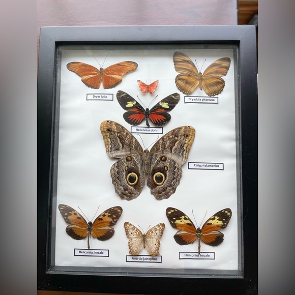 Framed Butterfly Collection Display - Picture 2 of 2